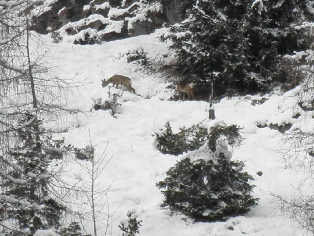 Albergo Centrale Santo Stefano Di Cadore Εξωτερικό φωτογραφία